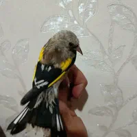 جوجه سهره نر سوا شده نشوندار