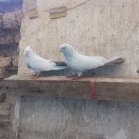 باسلام 2جفت گفتر خوب