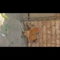 خروس برهما گلد