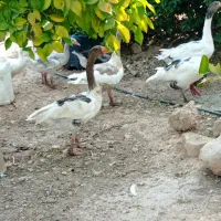 غاز آگهی را بخوانید
