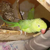 جفت طوطی ملنگو با سه جوجه