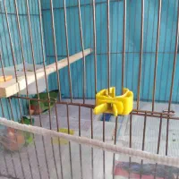 کوتوله برزیلی