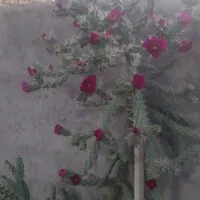 قلمه گل و گلدان گل سوسن اشک کاکتوس الورا|گل مصنوعی|یزد, |دیوار
