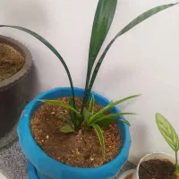 گل دانه ای