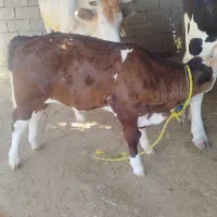 گوساله نر سیمینتال
