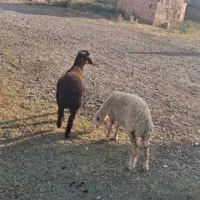 فروش دوعدد بره سالم و سرحال