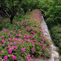گل محمدی پر عطر و رنگ درجه یک مخصوص گلاب گیری