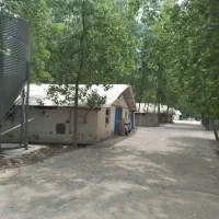 کارگر مرغداری گوشتی