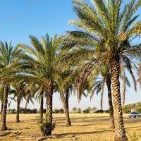 نخل بکار زیبایی داره خرما هم میده