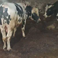 ۴ راس گوساله پروارکشتاری