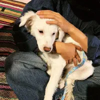فروش سگ نژاد اشپیت فسا