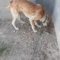 سگ خراسانی هم گله ای وهم نگهبانی