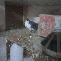 کفتر|پرنده|مشهد, شهرک بهارستان|دیوار
