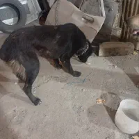 سگ گله