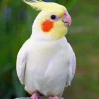 قبول واگذاری پرنده شما طوطی عروس هلندی