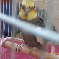 عروس هلندی جفت