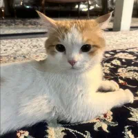 گربه. نژاد مخلوط انگورا و بریتش