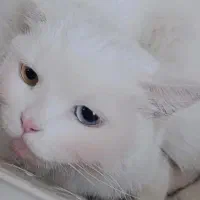 گربه ترکیش آنگورا