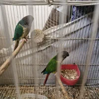 یه جفت گرینچیک کارداده