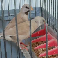 فنچ کرواتی شکلاتی