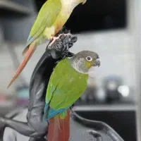گرینچییک