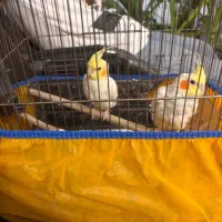 عروس هلندی خوشکل