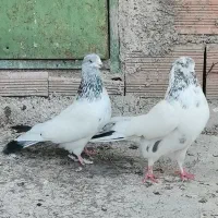 طوقی|پرنده|اردبیل, |دیوار