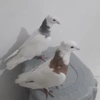 طوقی  هر ۲ تاش باهم ۱۵۰۰