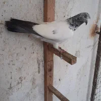 کبوتر پرشی