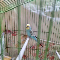 مرغ عشق|پرنده|گرمدره, |دیوار