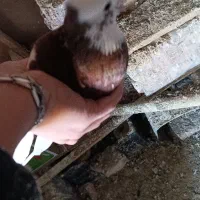 کبوتر|پرنده|قهستان, |دیوار