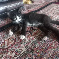 گربه بازیگوش
