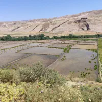 تومه برنج(عنبربو درجه یک) کنده شده آماده