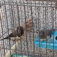 فروش فنچ