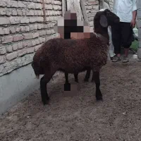 یک دانه توقلی ماده قربانی.گوسفند.بز