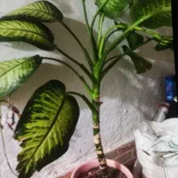 فروش چندعدد گل با گلدان
