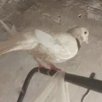 کبوتر|پرنده|دره شهر, |دیوار