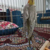 عروس هلندی