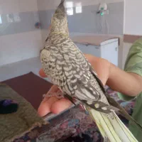 سلام دوستان دوعدد عروس هلندی برای فروش