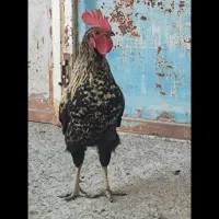 خروس جوان و سرحال عربی
