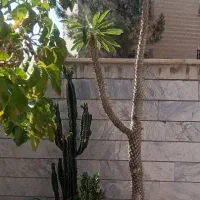گل و گیاه آپارتمانی