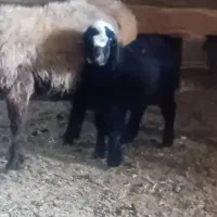 بره شیری دوماهه ماده