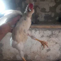 جوجه خروس گلین سه ماهه