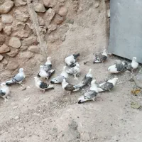 کبوتر