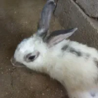 خرگوش