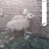 میش فروشی