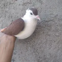 کفتر