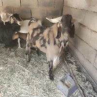 چپش نر