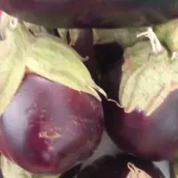 بادمجان محلی