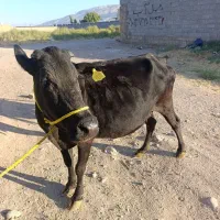 گاو گوساله